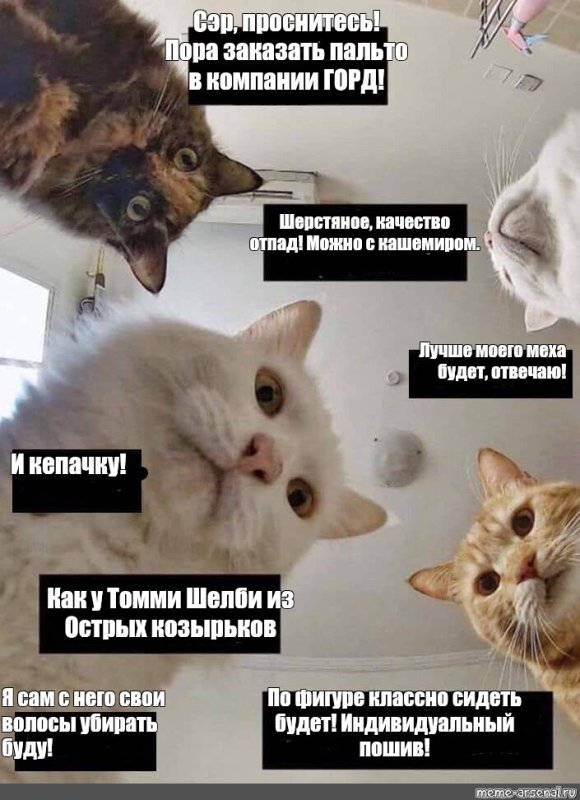 Пора Мем с котом оригинал