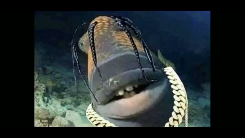 Рыба с дредами Трэвис Скотт