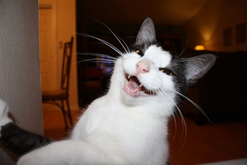 Кот смеется