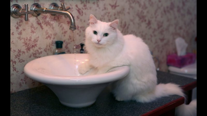 Котик Чистюля