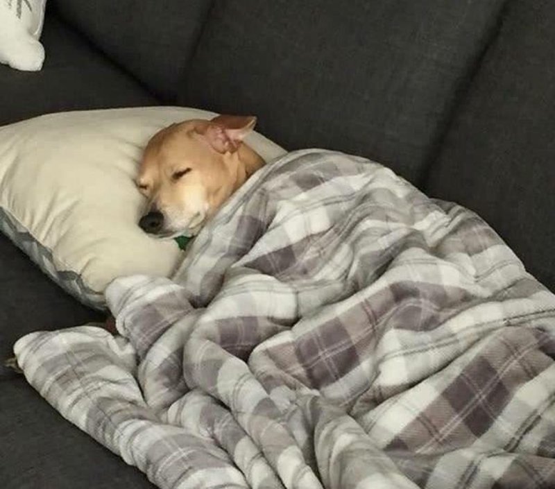 Собака спит