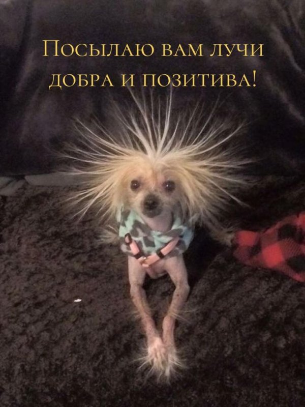 Китайская хохлатая собака злая