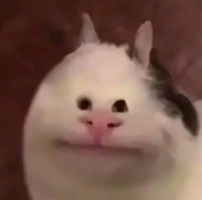 Мемный кот улыбается