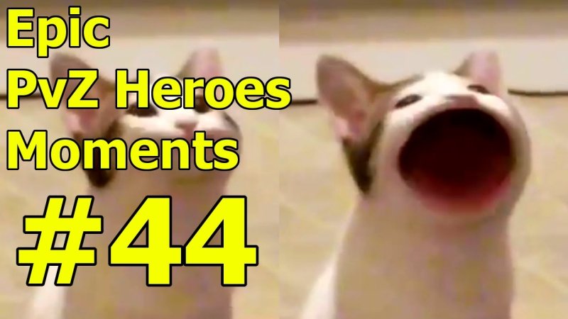 Мемы с котами с открытым ртом