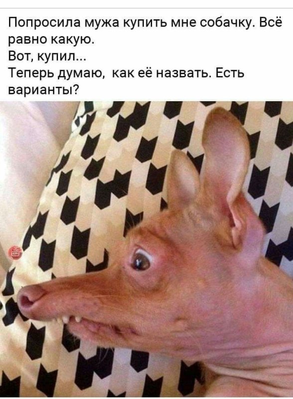 Псина прикол