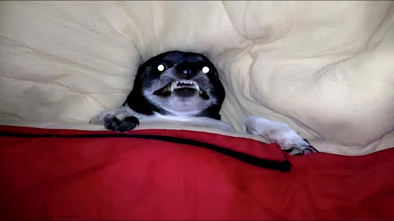 Смешная собака на кровати