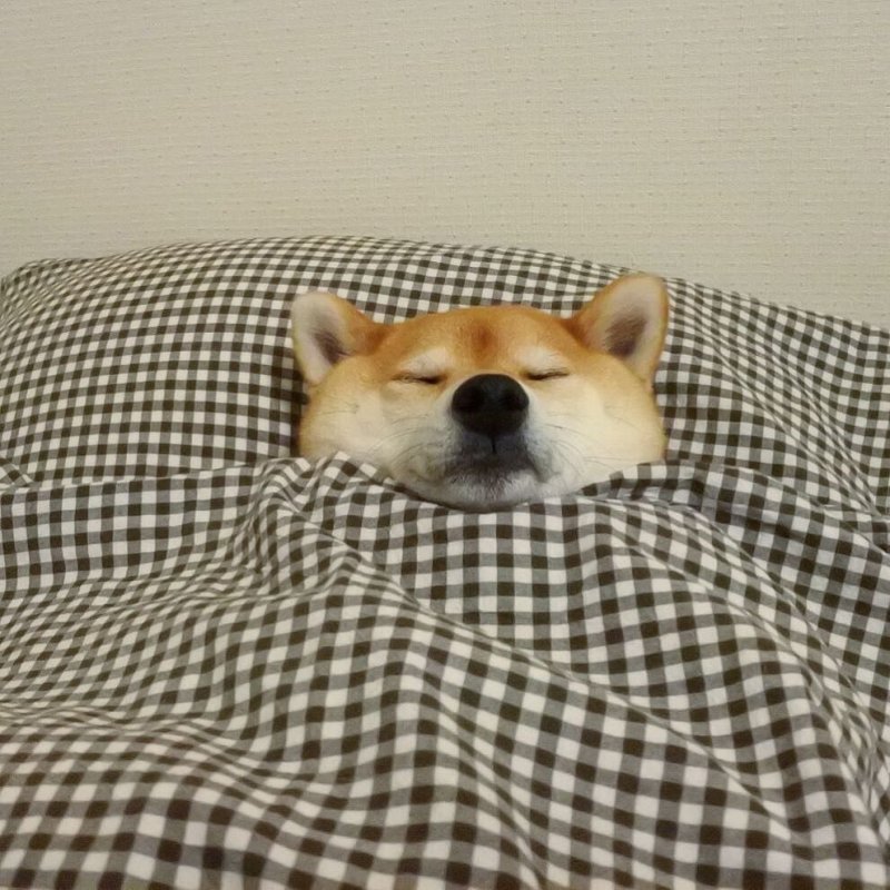 Шиба ину Сонный