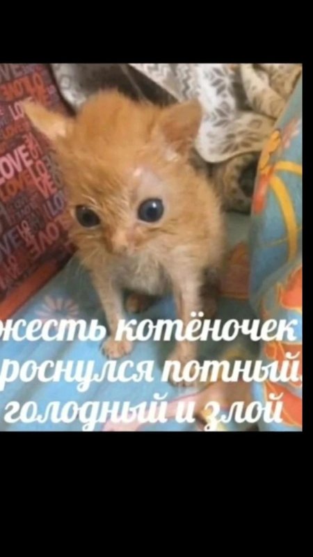 Котенок проснулся потный