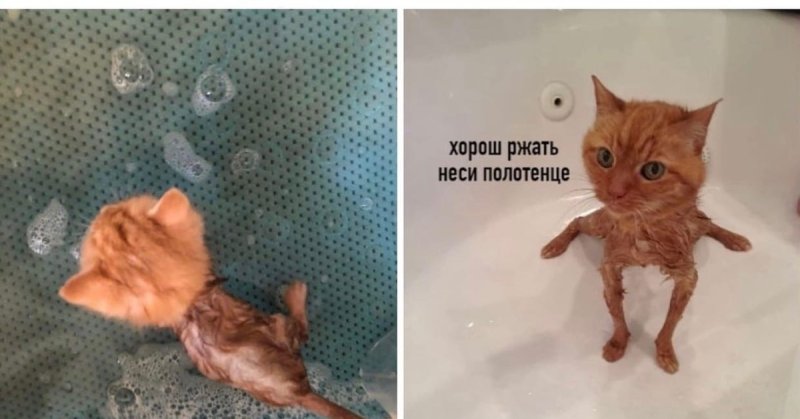 Котик в ванной