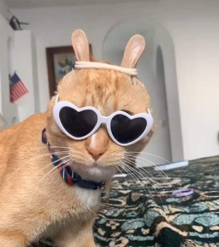 Котик с очками