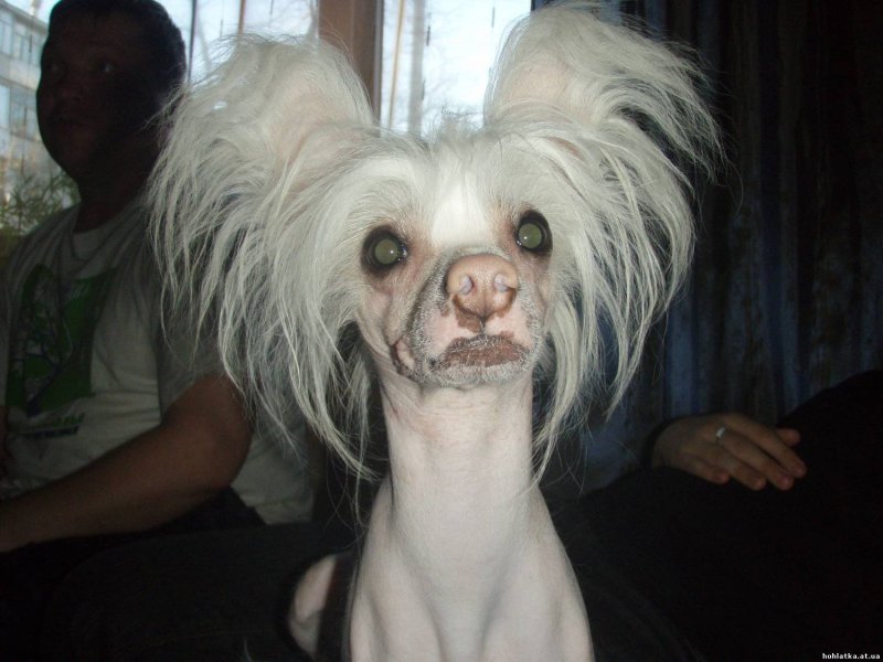 Чихуахуа китайская хохлатая