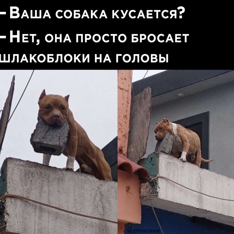Ваша собака кусается
