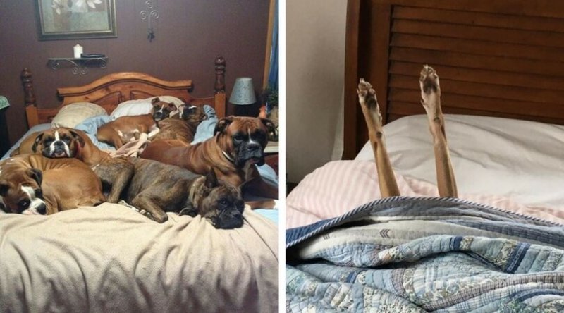 Кровать для собаки