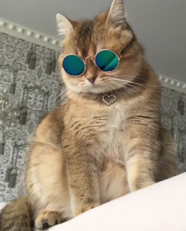 Кот в очках