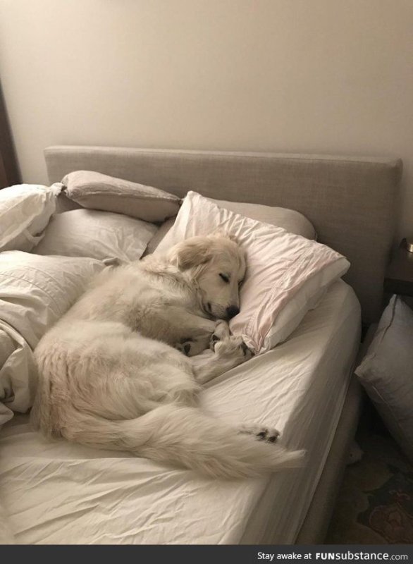 Кровать для собаки