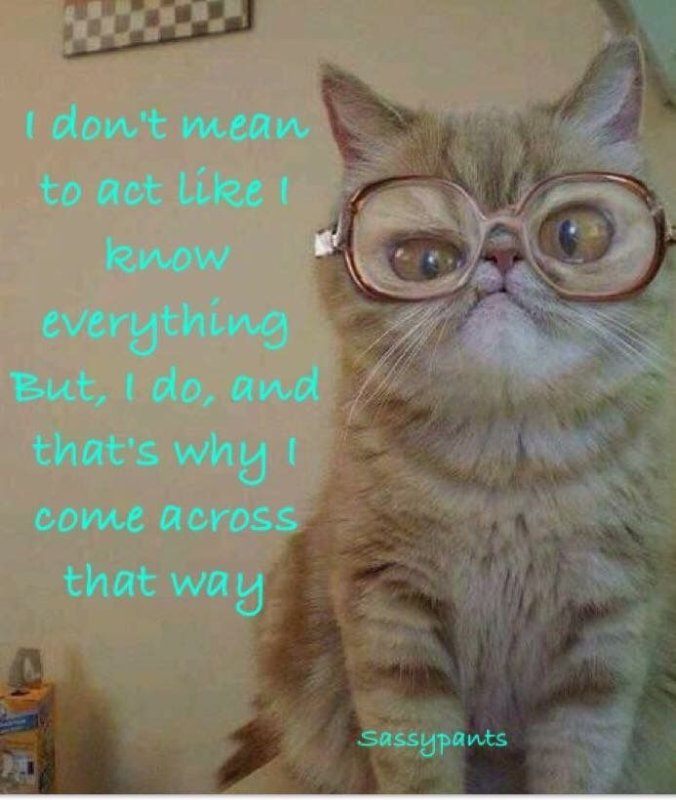 Смешной кот