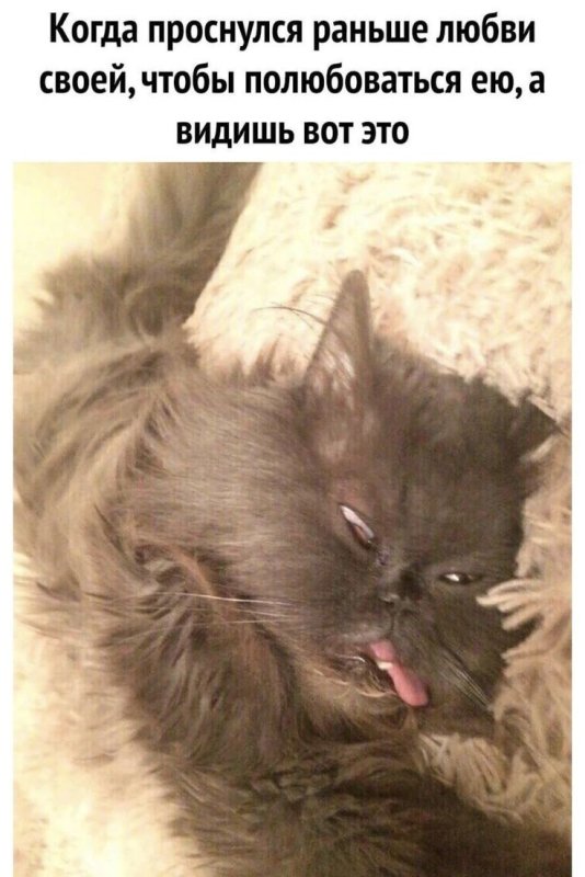 Кот проснулся Мем