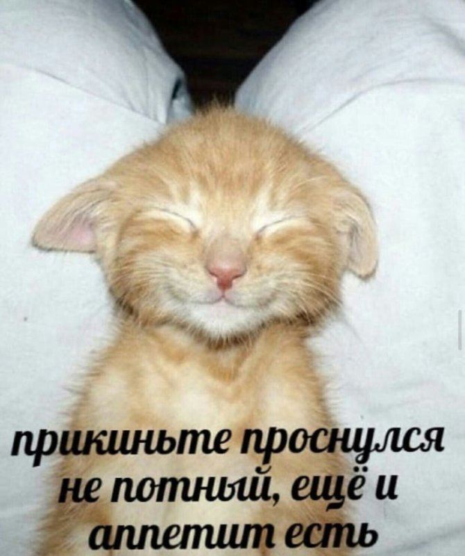 Котенок проснулся голодный
