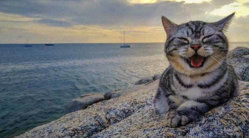 Довольный кот