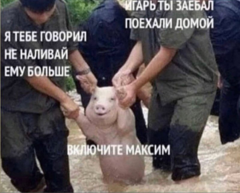 Смешные шутки про свиней