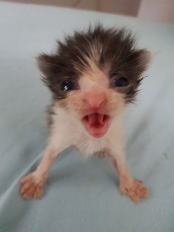 Котеночек голодный и злой