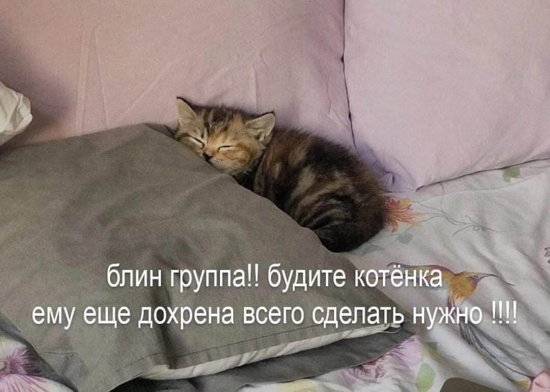 Жесть котенок проснулся