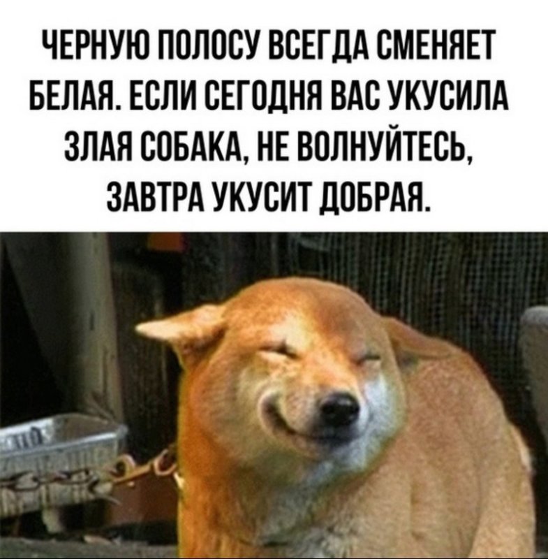 Завтра вас укусит добрая собака