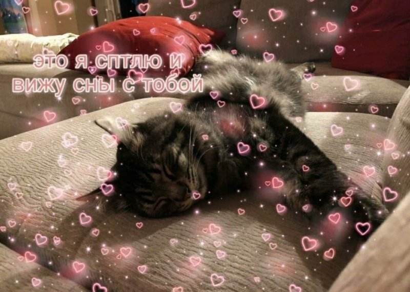 Пикчи спокойной ночи с котами