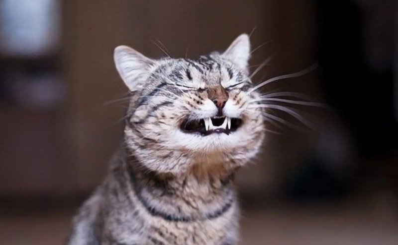 Мемы про тренера