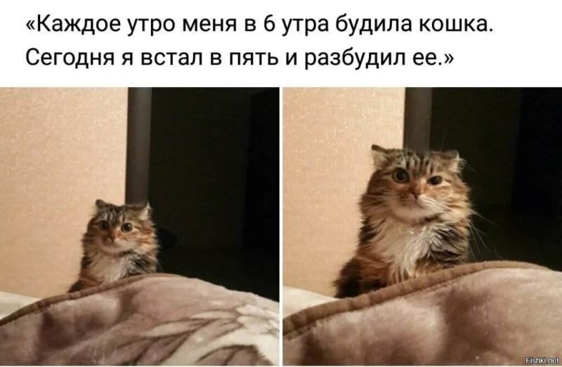 Котик не проснулся