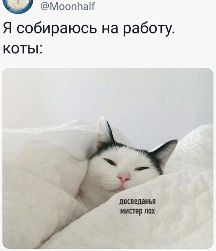 Доброе утро Сонный кот