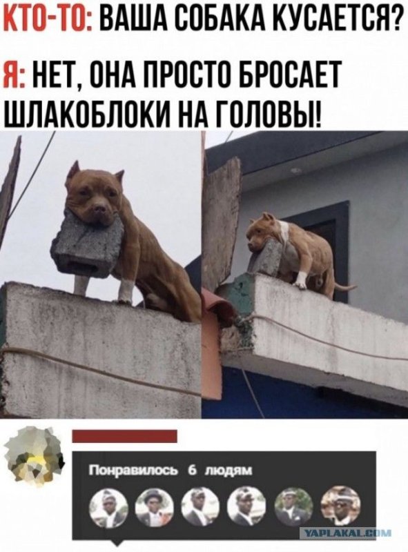 Ваша собака не кусается