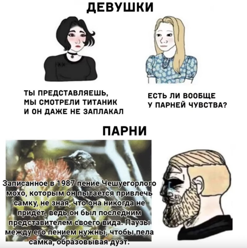 Чертовы ниндзя режут лук