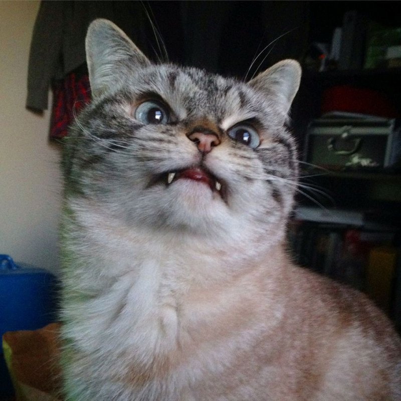 Кот упоролся