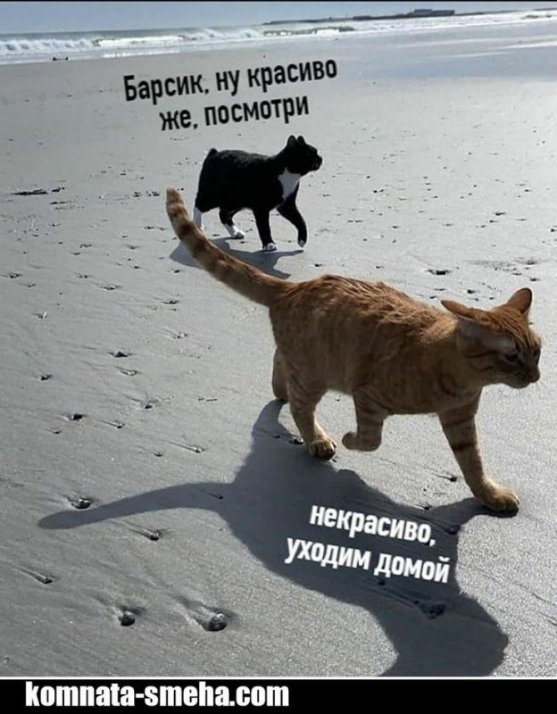 Котик на пляже