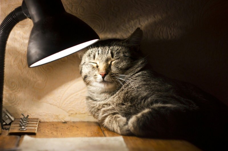 Котик с лампой