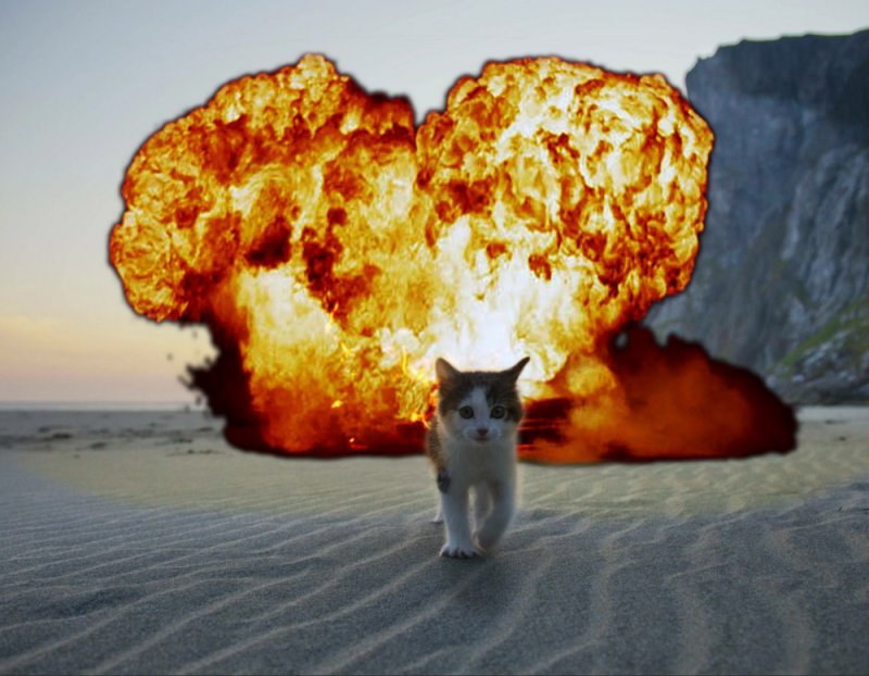 Кот на фоневзпыва