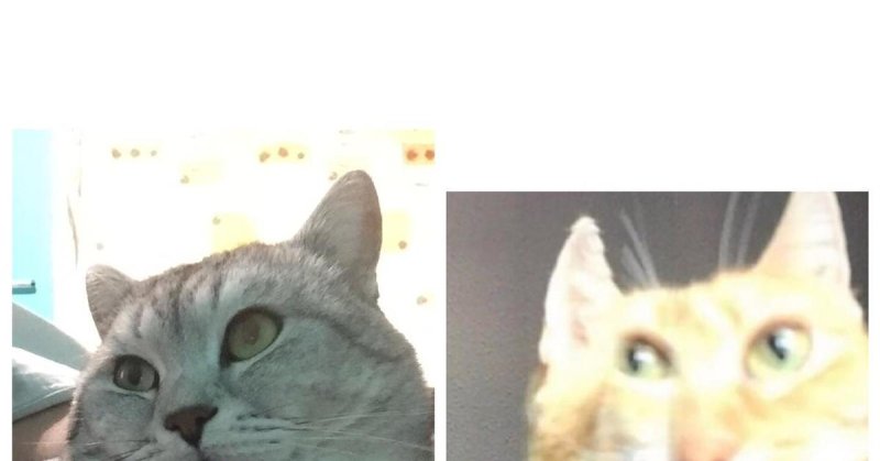 Ачо всмысле кот