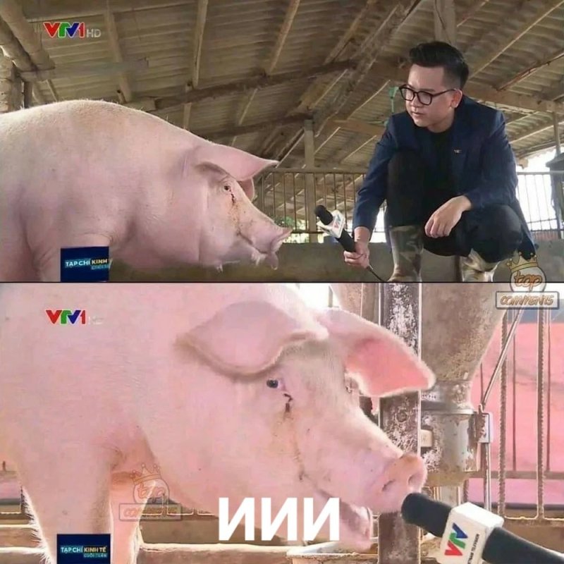 Свинью спросить забыли