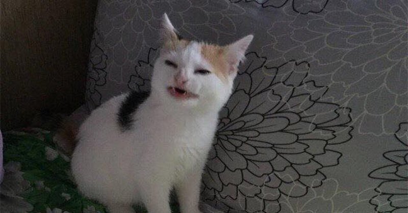 Улыбающийся кот из мемов