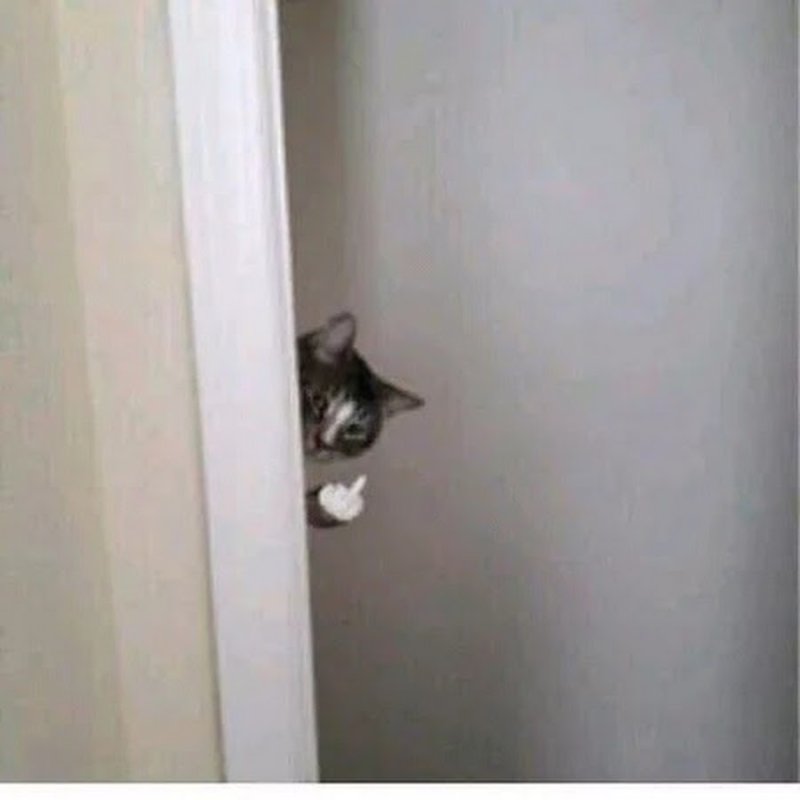 Кот выглядывает из угла