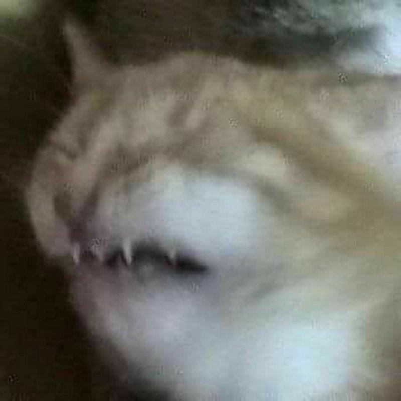 Котик плачет