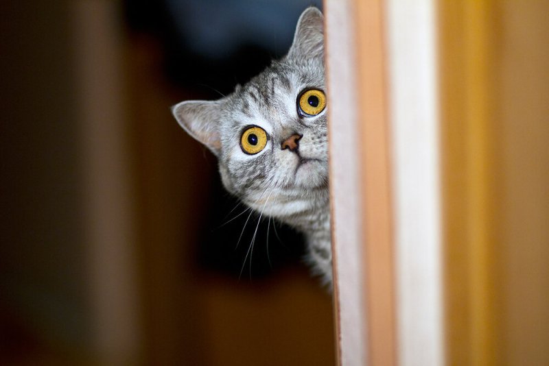 Кот выглядывает из за угла