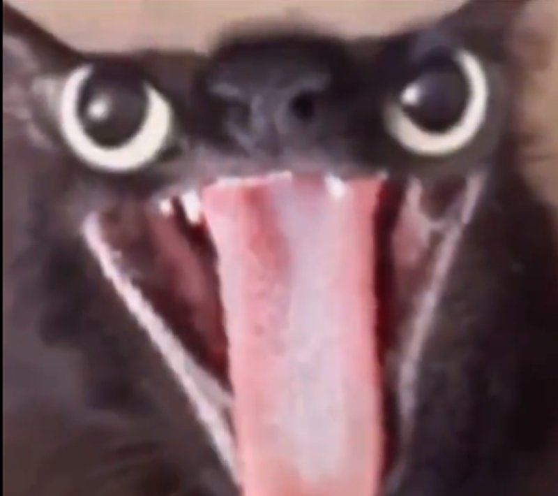 Укуренный кот