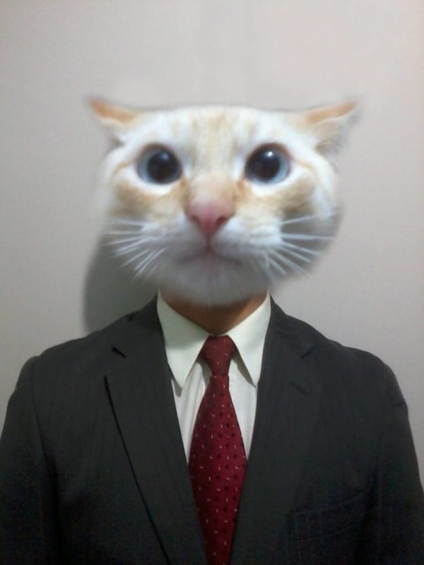 Кот в пиджаке