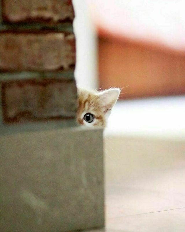 Кот выглядывает