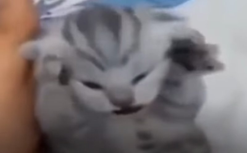 Кот мяукает Мем