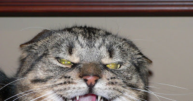 Бешеный кот