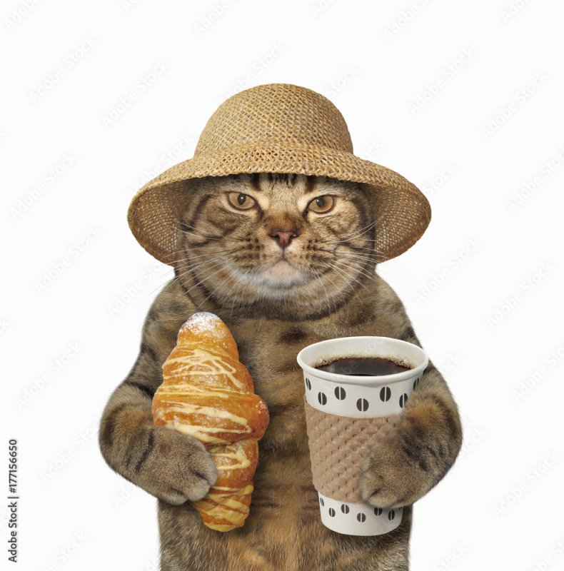 Рыжий кот в шляпе