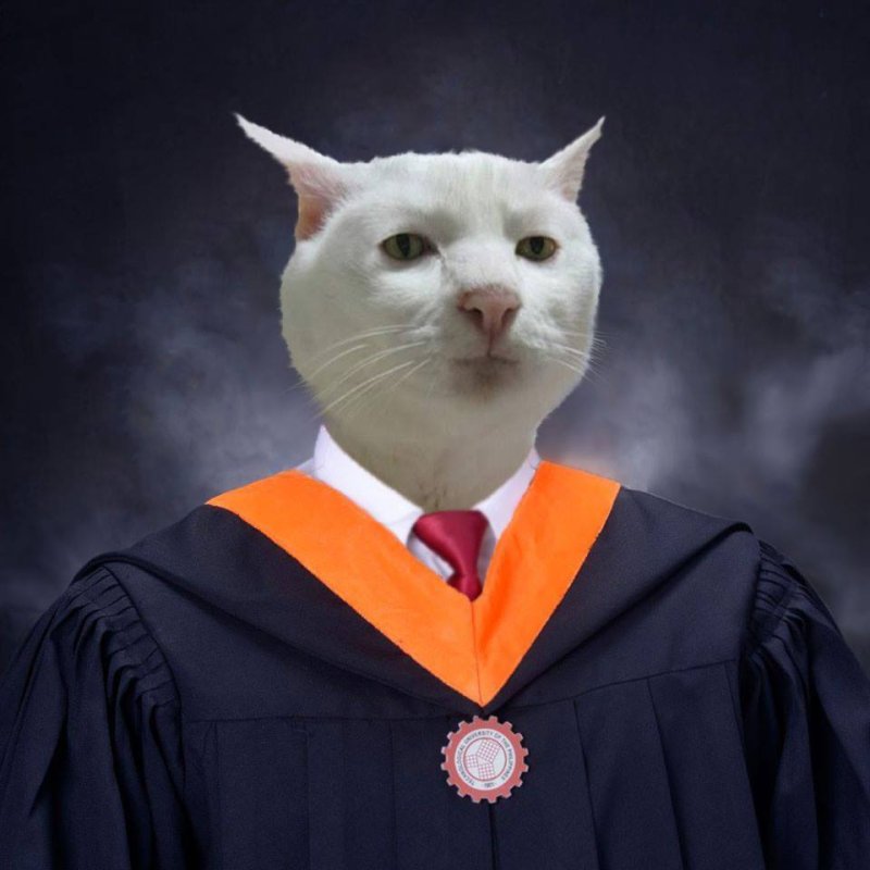 Кот в пиджаке